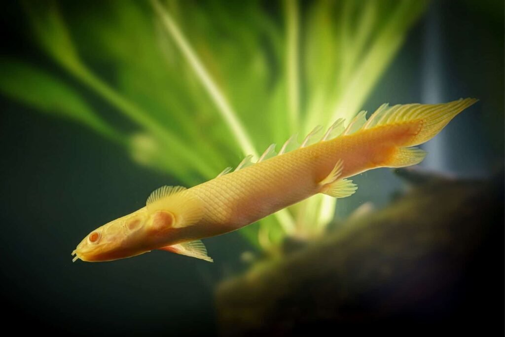 Albino Bichir Mainland Aquarium