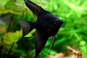 Black Angelfish