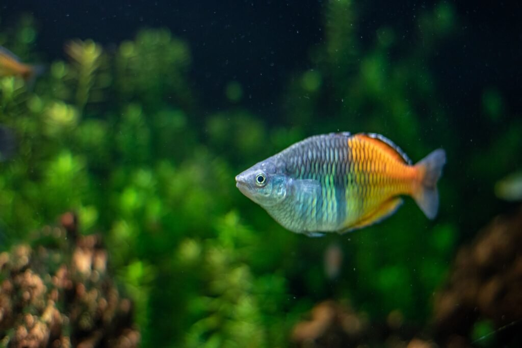 boesemani-rainbowfish-mainland-aquarium