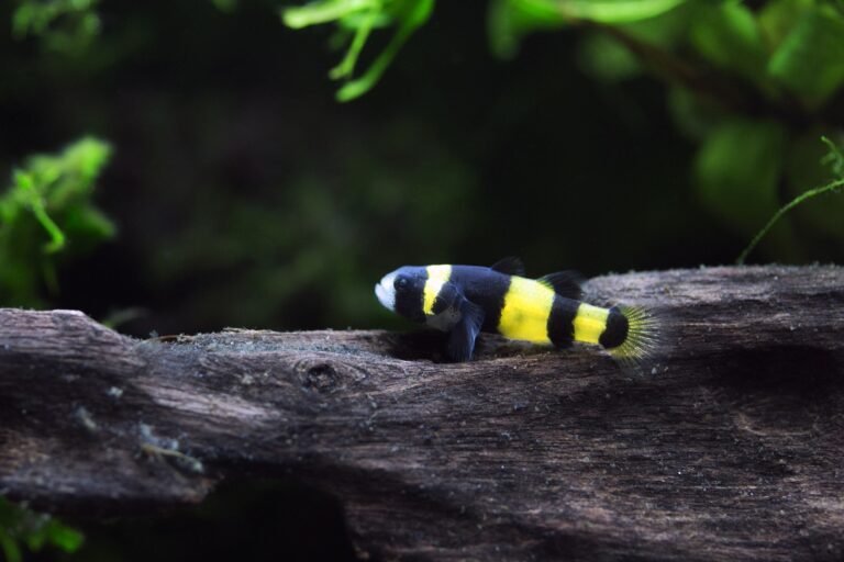 Bumblebee goby mainland aquarium