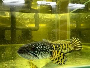 Channa cobra in a tank