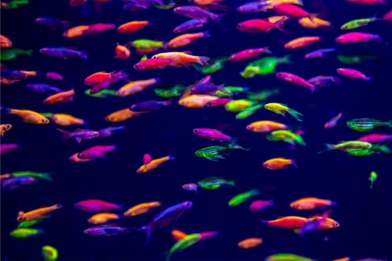 color-zebra-danio-mainland-aquarium