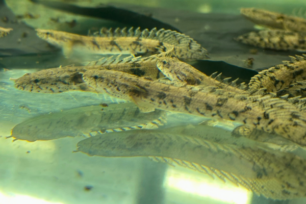 Endlicheri Bichir laying down at the bottom of the tank