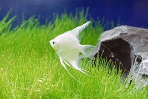Platinum Angelfish