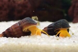 Yellow Rabbit Snail