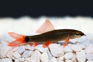 Rainbow Shark