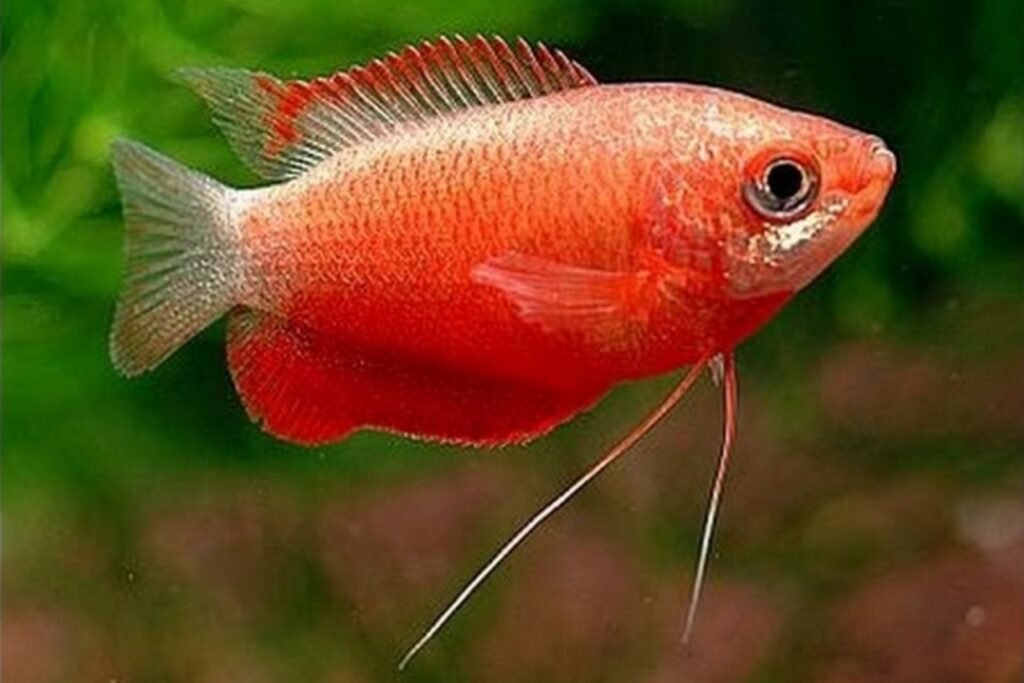 red-honey-gourami-mainland-aquarium