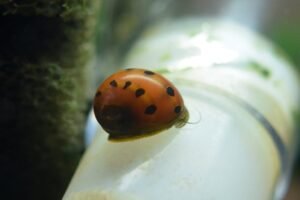 Red Spotted Nerite Snail
