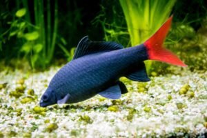Red-Tail Black Shark