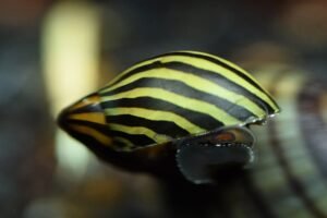 Zebra Nerite Snail