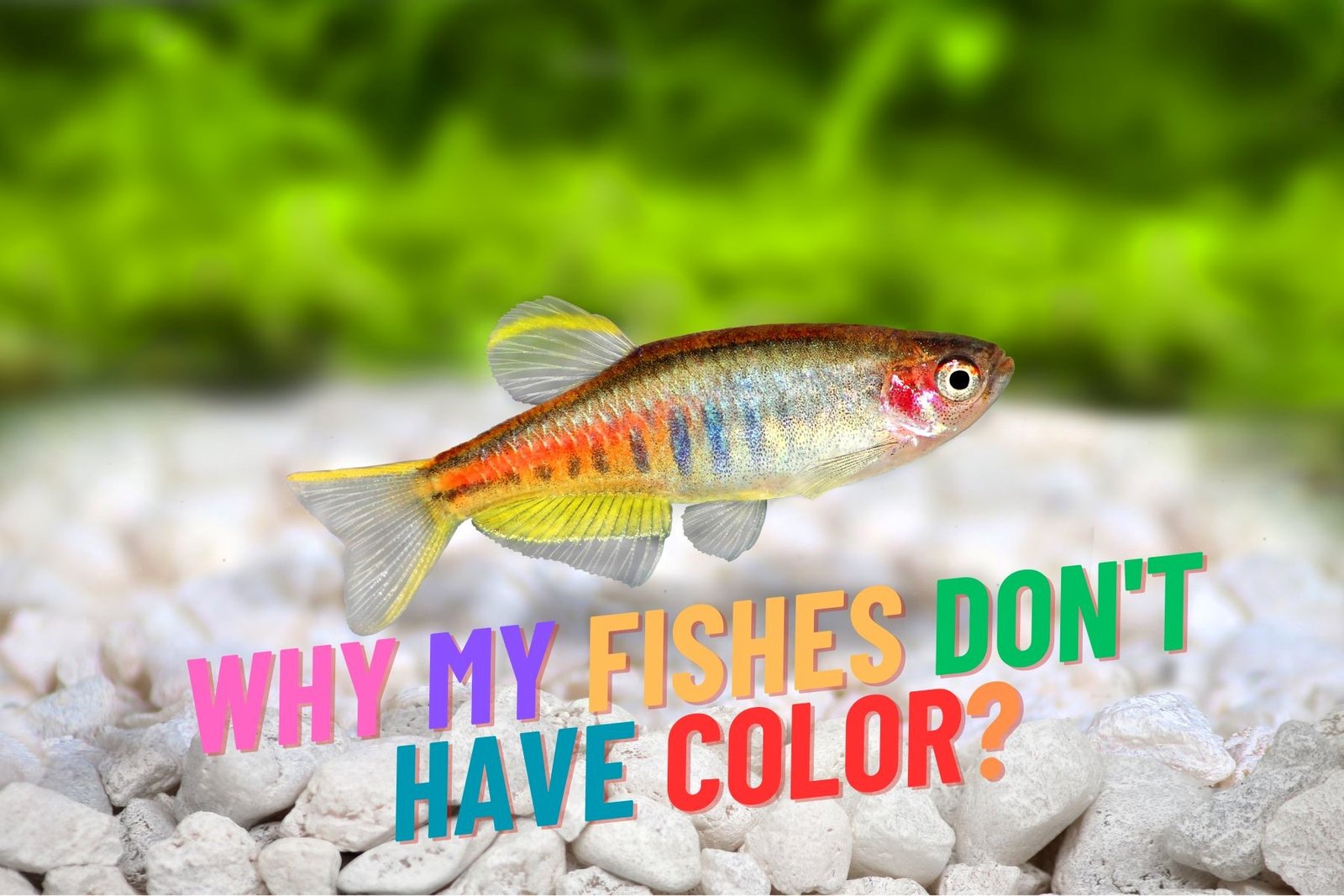 https://www.mainlandaquarium.com/wp-content/uploads/2023/08/image4.jpg?utm_source=chatgpt.com