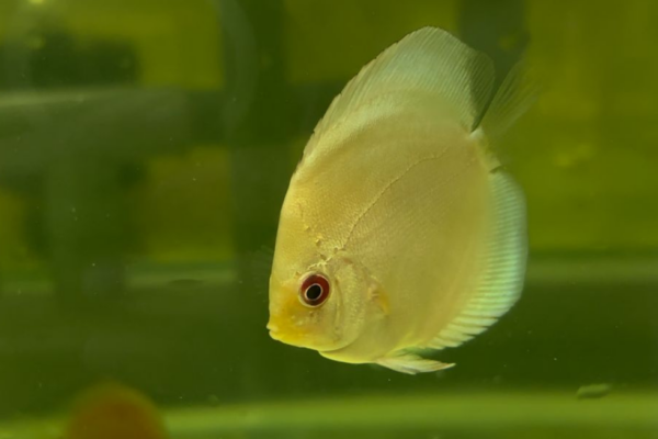 Blue Diamond Discus