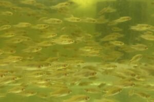 Erythromicron Microrasbora Swimming in the tank