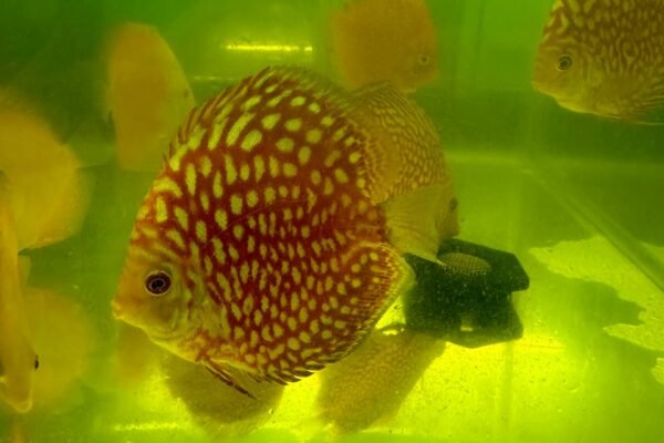 Polkadot Discus