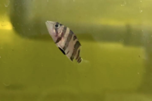 3 Bar Tiger Datnoides swimming in the tank