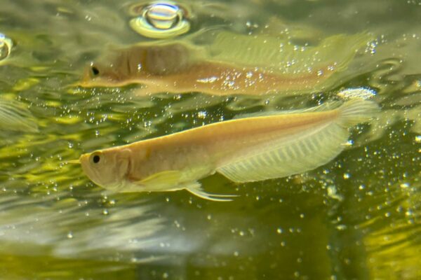Albino Silver Arowana swimming at the surface of the tank