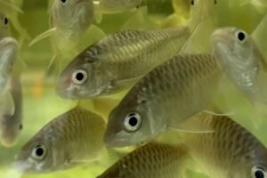 Blue Tor Fish Swimming in the tank