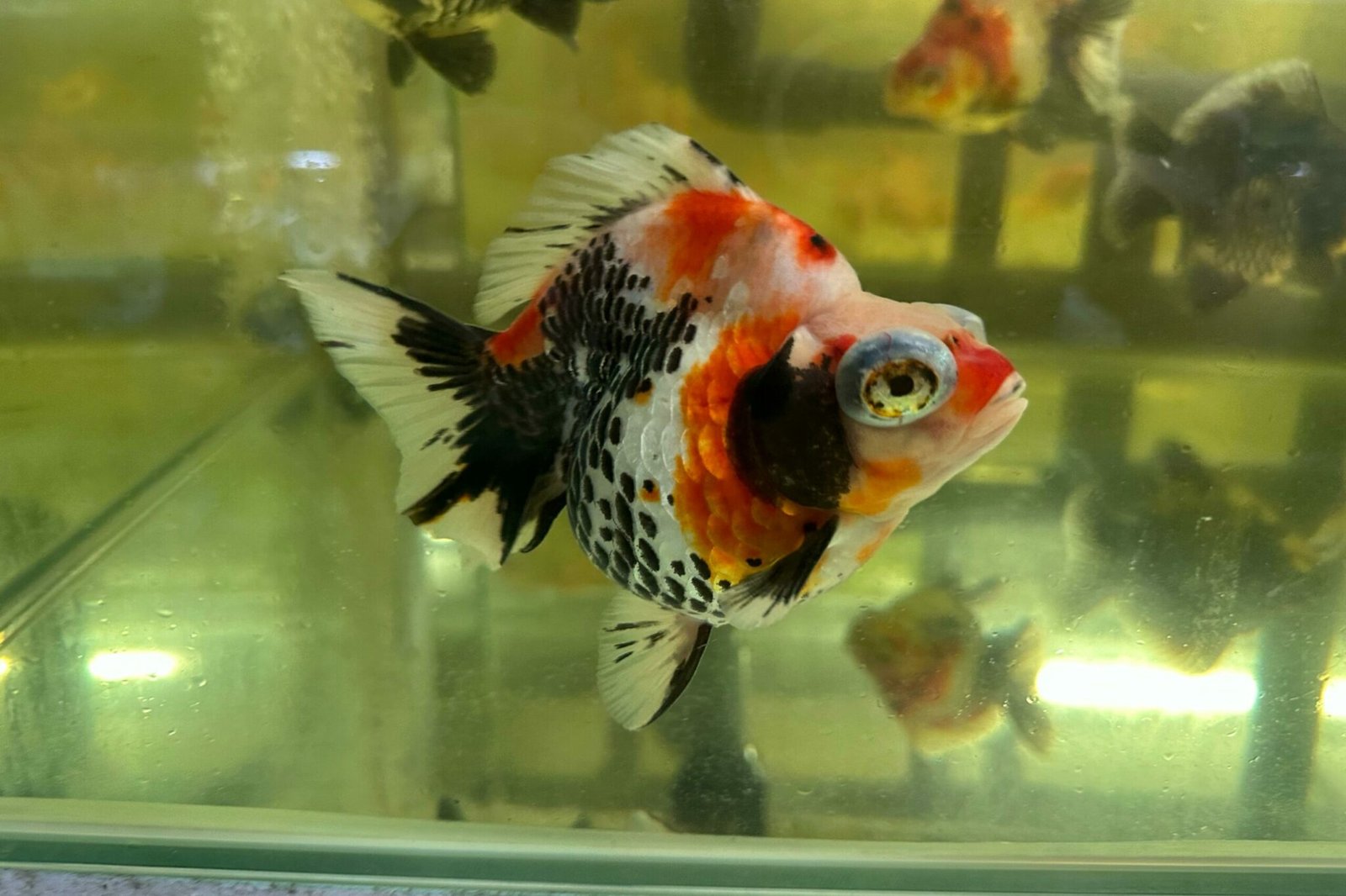 Calico Telescope Goldfish Mainland Aquarium