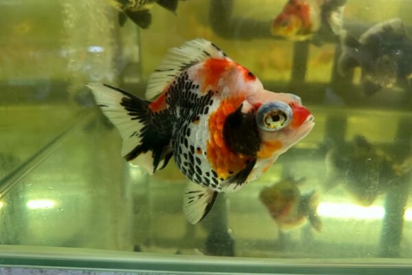 Calico Telescope Goldfish swimming around