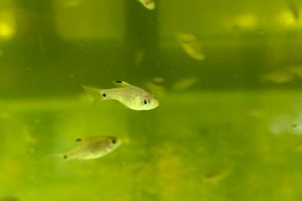 Dwarf Fin Barb swimming in tank