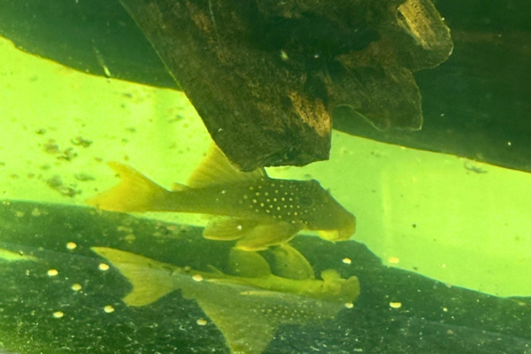L200 Green Phantom hiding beneath the log