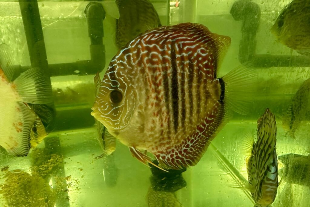 Leopard Discus – Mainland Aquarium