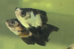 Panda Moor swimming in the tank