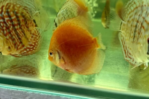 Rising Sun Discus swimming