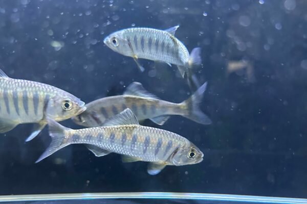 Barilius Ardens swimming gracefully in the tank