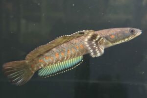 Channa Pulchra swimming in a tank
