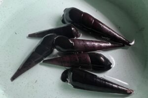 Black Devil Snail