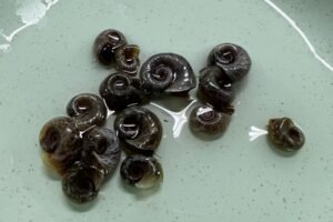 Blue Ramhorn Snail