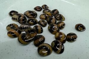 Marble Pumpkin Snail